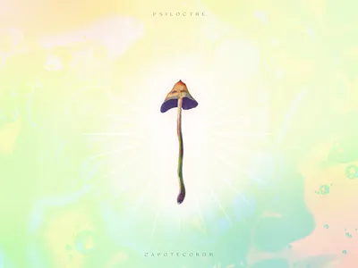 Design for Calm – The Myriad Benefits of Psilocybe Zapotecorum abstract calm mushroom psychedelic wallpaper