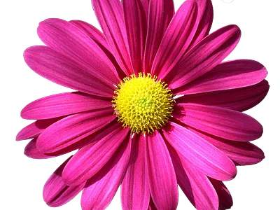 Vector Pink and yellow Flower graphic design photoshop ui
