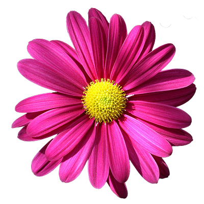 Vector Pink and yellow Flower graphic design photoshop ui