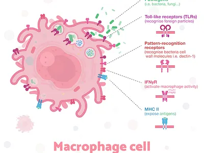 Week8 - Macrophage biology blood cell flat illustration illustration immunology sciart scicomm science vector virus
