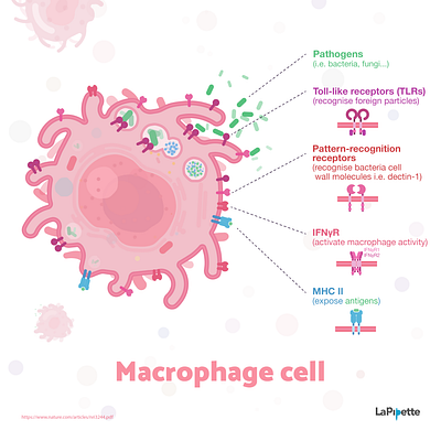 Week8 - Macrophage biology blood cell flat illustration illustration immunology sciart scicomm science vector virus