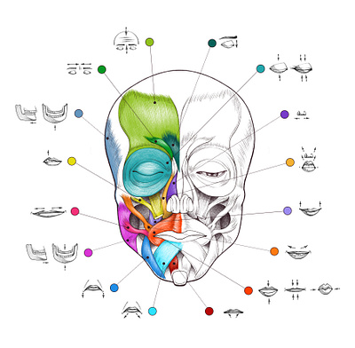 Face muscles anatomy body design digital illustration drawing education face muscles human icons illustration infographic information muscles print