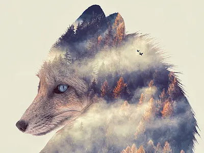 Red Fox 2d animal digitalart digitalillustration doubleexposure forrest fox nature photoshop retouch wanderlust