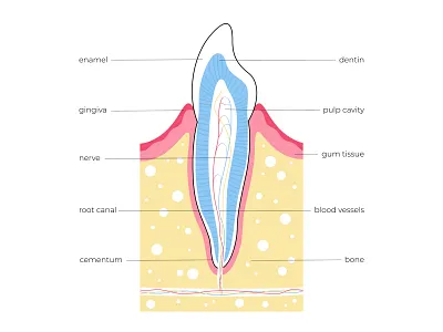 Tooth anatomy anatomy banner care cavity dental dentin flat illustration minimal science tooth vector