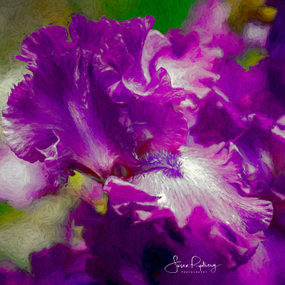 Elegance branding design digital digital art digital painting digitalart flower iris logo