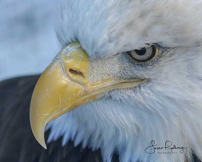 American Bald Eagle bird bird icon bird logo branding logo macro photography wildlife