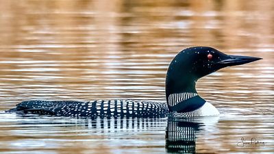 Minnesota Loon bird bird icon bird logo branding design digital logo loon minnesota minnesota loon wildlife