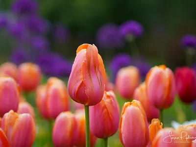 Stand Tall branding logo photo photography standup tulips