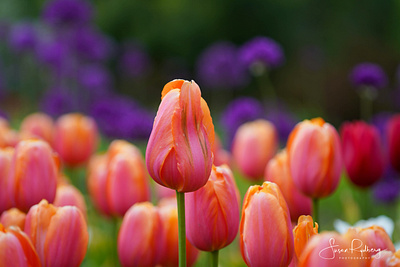 Stand Tall branding logo photo photography standup tulips