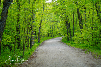 Forest Road branding design landscape nature logo nature photography photography travel travel branding