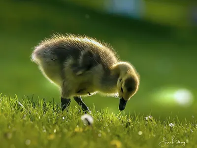 Cute Gosling bird bird icon bird logo branding design inspirational logo photography photography branding wildlife youthful