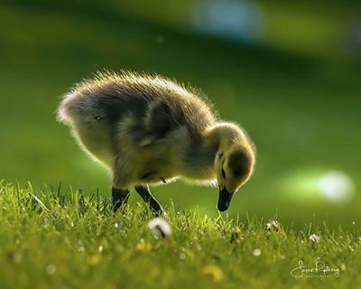 Cute Gosling bird bird icon bird logo branding design inspirational logo photography photography branding wildlife youthful