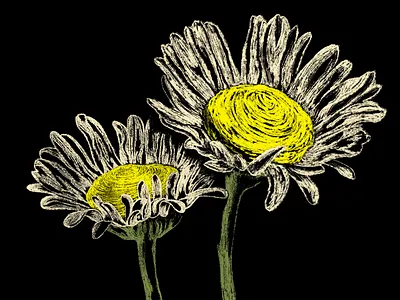 daisies daisies