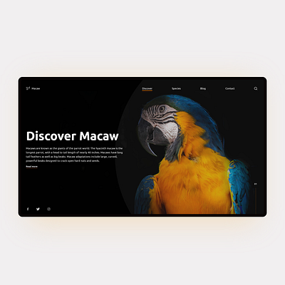 Discover Wild - Macaw Website Concept birds branding dark mode darkmode design discovery explore flatdesign mobile ui ui uiux uiuxdesign uiuxdesigner user experience userinterface webdesign website wildlife xd