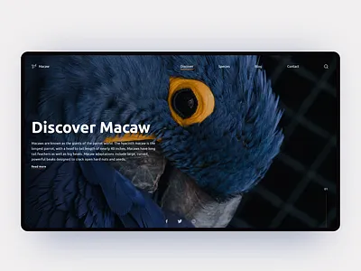 Discover Wild - Macaw Website Concept birds darkmode design discovery explore flatdesign macaw mobile ui uiux uiuxdesign uiuxdesigner user experience userinterface webdeisgn webdesign website wildlife xd