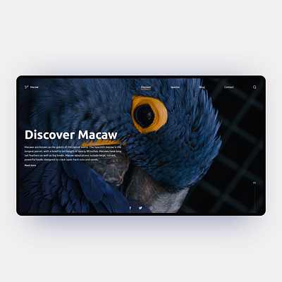 Discover Wild - Macaw Website Concept birds darkmode design discovery explore flatdesign macaw mobile ui uiux uiuxdesign uiuxdesigner user experience userinterface webdeisgn webdesign website wildlife xd