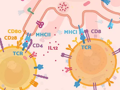 Dendritic - T cell interactions biology blood cell flat illustration illustration immunology sciart scicomm science vector