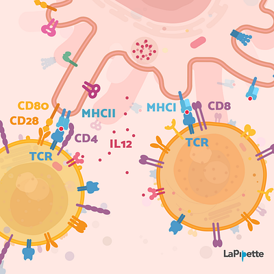 Dendritic - T cell interactions biology blood cell flat illustration illustration immunology sciart scicomm science vector