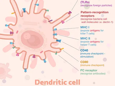 Week9 dendritic cells biology blood cell flat illustration illustration immunology sciart scicomm science vector