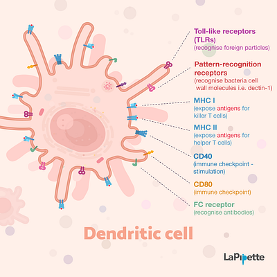 Week9 dendritic cells biology blood cell flat illustration illustration immunology sciart scicomm science vector