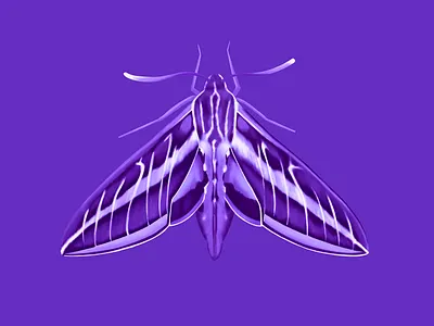 Sphinx Moth bug catcher cute design digital illustration illustration ipadpro moth sphinx moth