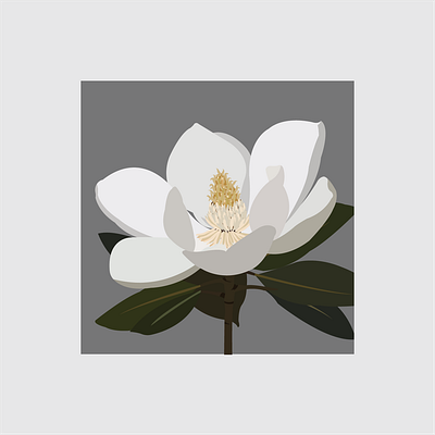 15 Southern Magnolia design flat flower flower illustration illustration illustrator vector