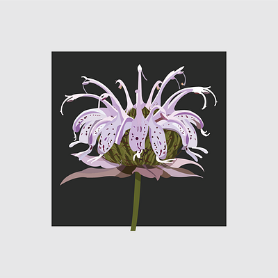 14 Bee Balm design flat flower flower illustration illustration illustrator vector