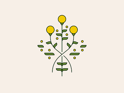 billy buttons billybuttons craspedia flower flowers illustration