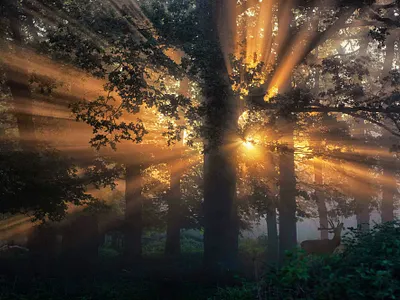 Sun Rays animation branding design flat illustrator logo minimal sun typography ux web website