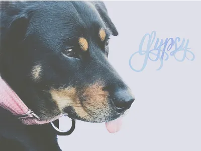 Gypsy adobe adobe spark gypsy lettering typography