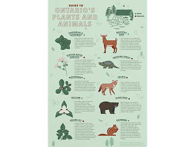 Ontario's Plants & Animals adobe illustrator animals camping colour palette design illustration digital illustration guide info illustration infograph infographic information illustration nature nature illustration ontario nature toronto illustrator wildlife wildlife illustration