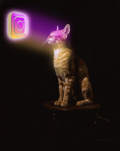 Cat with Instagram Lights abstract background background design design illustration photo editing poster poster design wallpaper wallpaper design