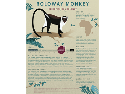 Roloway Monkey adobe illustration cercopithecus roloway conservation critically endangered digitalart endangered species illustration illustration digital info illustration infograph infographic information illustration monkey illustration monkeys roloway monkey toronto illustrator wildlife wildlife illustration