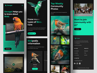 Devogel - Bird Education Responsive Landing Page animals bird education landing page nature ui ux website wild wild life