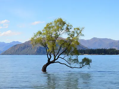 The Lonely Tree At Wanaka lonely tree wanaka