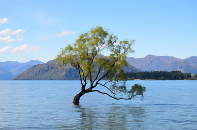 The Lonely Tree At Wanaka lonely tree wanaka