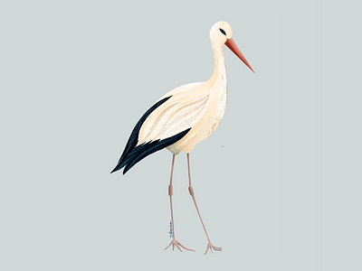 Stork animal birds digitalart illustration nature