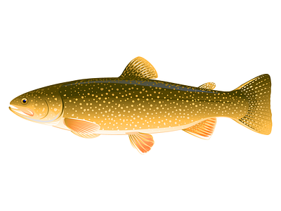 Lake trout fish illustration lake trout trout vector