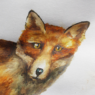 Peeping Fox Illustration animals branding colour creativity fox fox illustration graphicdesign illustration imagination narrative nature watercolor watercolour illustration watercolour painting wildlife