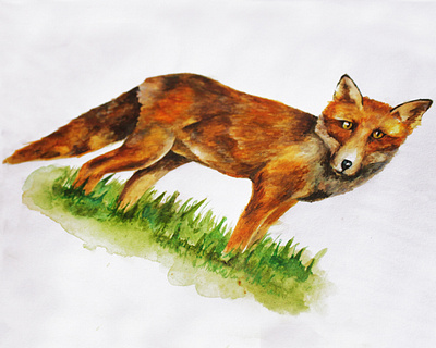 Fox Illustration - Full body colour design fox fox illustration fox logo fox tail graphicdesign illustration nature photography texture watercolor watercolour illustration watercolour painting