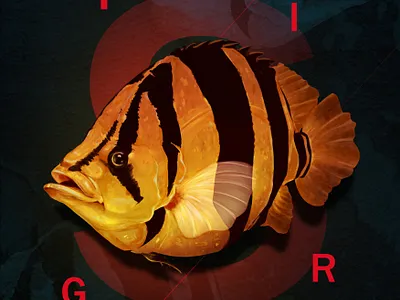 Siamese Tiger Datnoid animal illustration digital art digital illustration drawing illustration