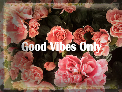 vivid roses beauty bloomivio bouquet flawless fresh freshness green leaf leaves love nature pink powerful representation rose roses smell still stylized vivid