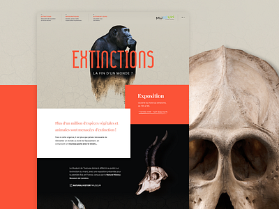 Muséum de Toulouse interface museums musée ui ux ui uxdesign