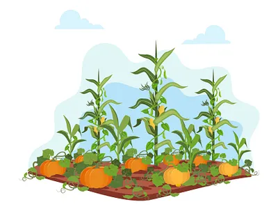 Agriculture beans coloring corn farming garden illustration plant squash vector