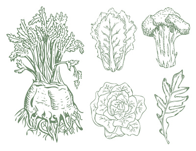 Vegetable Illustrations digitalart digitalillustration draw drawing illustration micron micronpens microns penandink penandinkillustrations pencil drawing sketch vector vectorart vegetable veggies