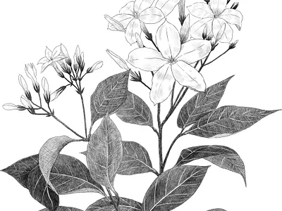 Botanical jasmin flower illustration illustration linework packaging photoshop