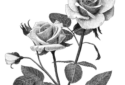 Botanical rose flower illustration illustration linework packaging photoshop