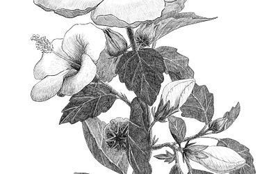 Botanical hibiscus flower illustration illustration linework packaging photoshop