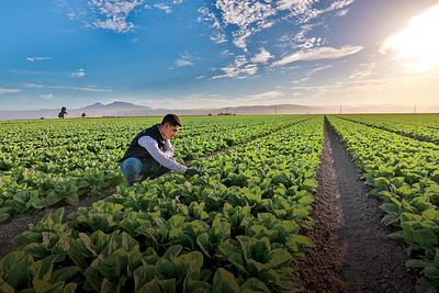 Field Photography agriculture california food food photography leafy greens lettuce field photography