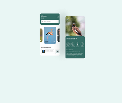 Birds recognition app bird design figma flat ios mobile app ui ux